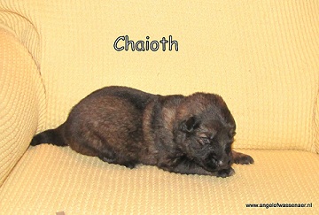 Chaioth, 24-02-10